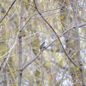 Downy Woodpecker