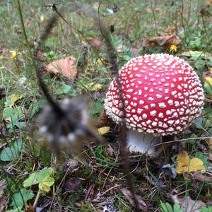 Fly Agaric