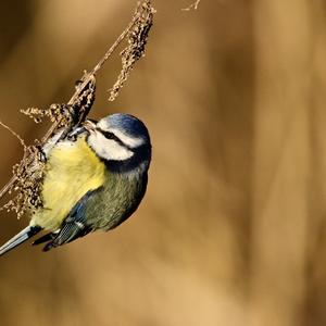 Blue Tit