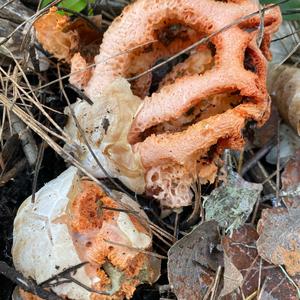 Red Cage Fungus