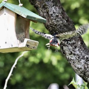 Great Spotted Woodpecker