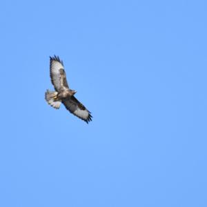 Common Buzzard