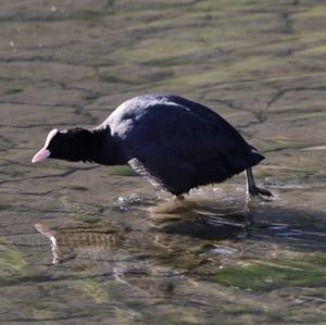 Bläßhuhn