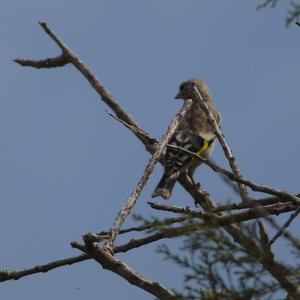 European Goldfinch