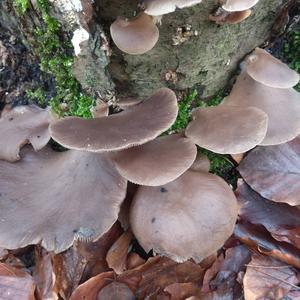 Oyster Mushroom