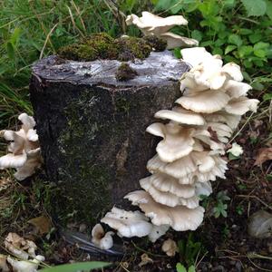 Oyster Mushroom