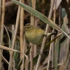 Icterine Warbler