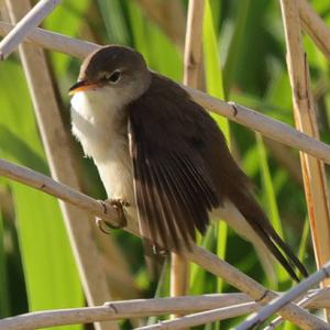 Eurasian Reed-warbler