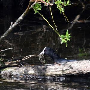 Common Coot