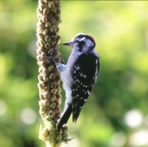 Downy Woodpecker