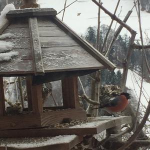 Eurasian Bullfinch