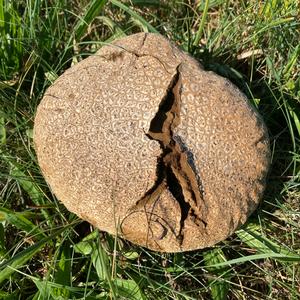 Pigskin Poison Puffball