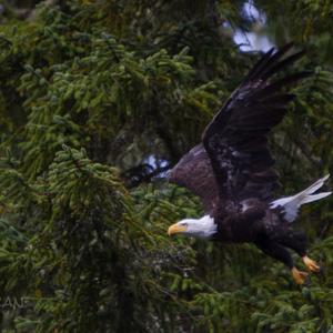 Weißkopfseeadler