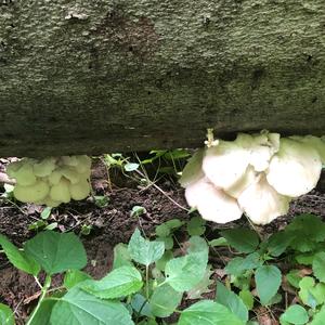 Oyster Mushroom