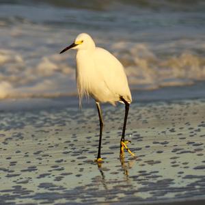 Snowy Egret