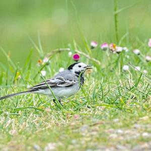 White Wagtail