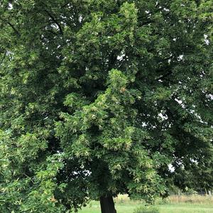 Basswood (American)