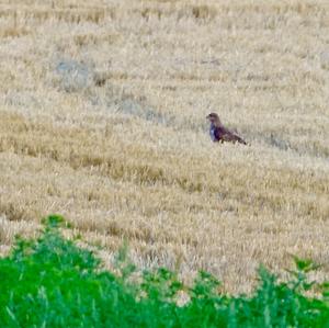 Common Buzzard