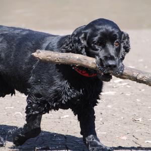 Spaniel (English Cocker)