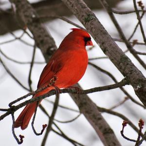 Northern Cardinal