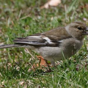 Eurasian Chaffinch