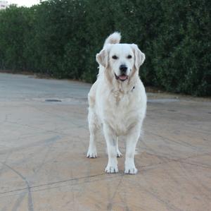 Retriever (Golden)