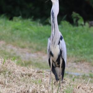 Grey Heron