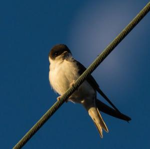 Northern House-martin