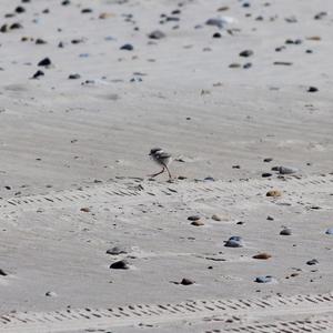 Common Ringed Plover