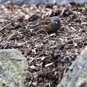 Hedge Accentor