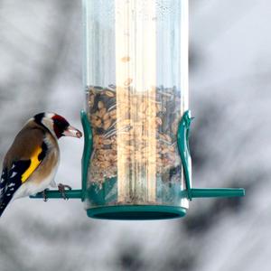 European Goldfinch