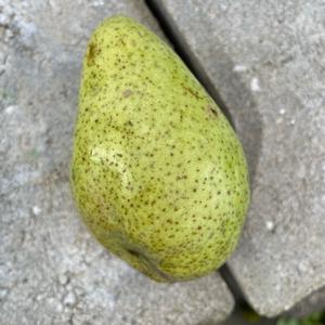 Pear (Common)