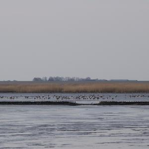 Greylag Goose