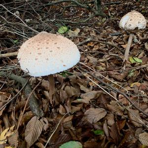 Parasol Mushroom