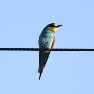 European Bee-eater