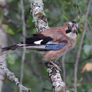 Eurasian Jay