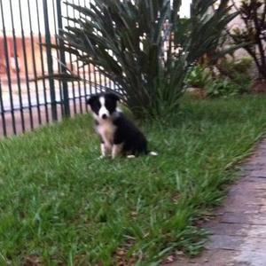 Border Collie