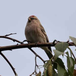 Common Redpoll