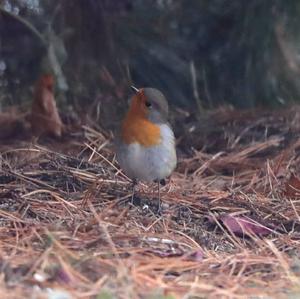 European Robin