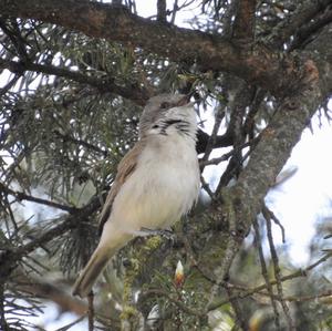 Lesser Whitethroat