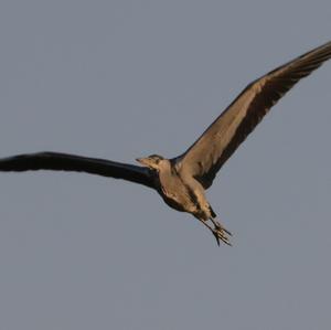 Grey Heron