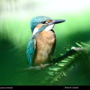 Common Kingfisher