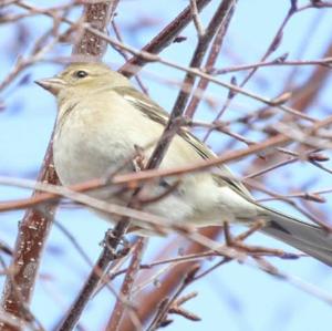 Eurasian Chaffinch