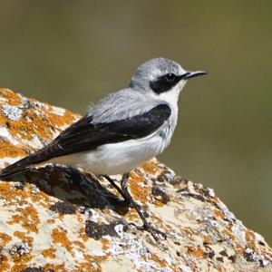 Northern Wheatear