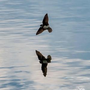 Sand Martin