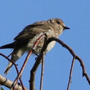 Spotted Flycatcher