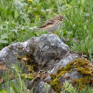 Tree Pipit