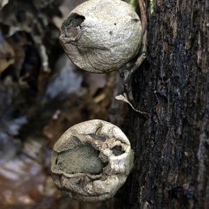 Stump Puffball