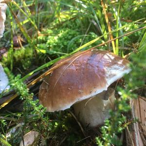 King Bolete