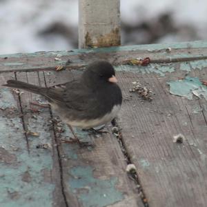 Dark-eyed Junco